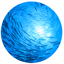 我们与著名海洋探险家 Sylvia Earle 博士合作,深入研究水下栖息地保护计划,并推出可行性解决方案。