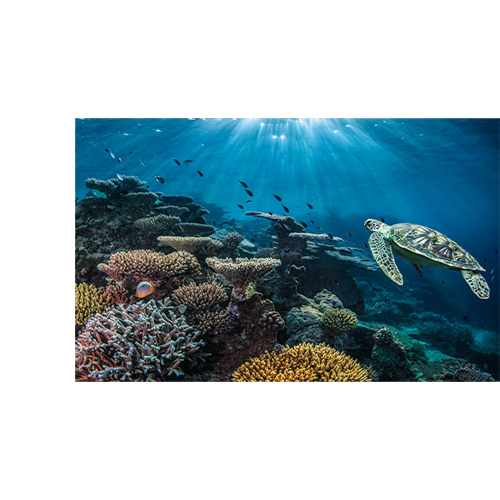 海洋基金